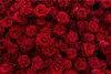 A close-up view of a large collection of red roses. Anteprima dell’immagine prodotto