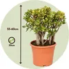 Jadepflanze - Crassula ovata 'Sunset' - Höhe 55-60cm - Produktbild-Vorschau 2