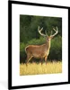 MuchoWow® Gerahmtes Poster Hirsch - Geweih - Gras - Natur - Produktbild-Vorschau 1