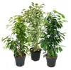 Ficus benjamini - sada 3 kusu - Anastasia - Twighlight - Náhled obrázku produktu 1