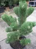 Schwarzkiefer Oregon Green - Pinus nigra Oregon Green 60-70 Produktbild-Vorschau 4