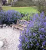 Bartblume ´HEAVENLY BLUE´ 20-30 cm, Cont. 2,5 l Produktbild-Vorschau 1