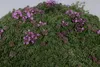 Stauden Gänge 100 x Thymus praecox 'Minor' - Produktbild-Vorschau 5