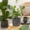 Scheurich Solido, Blumentopf aus Keramik,  Farbe: Mystic Produktbild-Vorschau 4