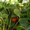 Truskawka pnąca wisząca  1L Podgląd zdjęcia produktu 11