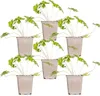 Bloomique - Lot de 6 - Geranium Johnsons Blue - Géranium Voir les images du produit 1