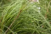 Thuja plicata 'Whipcord', Zwerg-Lebensbaum, grün, 25–30 cm Produktbild-Vorschau 3