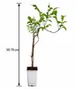 Campsis 'Indian Summer' 50–70 cm – Trompetenblume – Produktbild-Vorschau 5