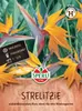 SPERLI Strelitziensamen Strelitzia reginae 5 Pflanzen Produktbild-Vorschau 1