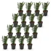 Green boutiQ - 16x Taxus baccata - Eibe - Heckenpflanzen - Produktbild-Vorschau 2