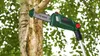 Cordless Pole Saw UniversalChainPole 18 Produktbild-Vorschau 3