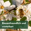 Meine Orangerie - Zwergobst Stämmchen Mandel - Zwergmandel Produktbild-Vorschau 5