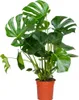 Bloomique - Monstera Deliciosa - Monstera - Plantes Voir les images du produit 1