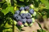 Florovit für Heidelbeeren und andere säureliebende Pflanzen Produktbild-Vorschau 3