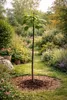 Blauglockenbaum 180 cm Paulownia tomentosa Kaiserbaum Produktbild-Vorschau 2