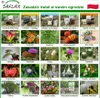 SAFLAX - Karłowaty Krzew Kawowy - 8 Nasiona - Coffea Podgląd zdjęcia produktu 2