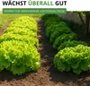 Schnittsalat Verde ricciolina da taglio Samen - Lactuca Produktbild-Vorschau 5