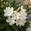 Bloomique - Nerium Oleander - Białe kwiaty - Rośliny Podgląd zdjęcia produktu 3