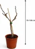 Feige Panaché 70–100 cm – Ficus carica Helle Feige, Produktbild-Vorschau 5