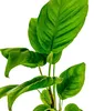 Aquarium Pflanze 3 Stück Anubias heterophylla Produktbild-Vorschau 3