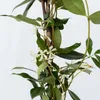 Sternjasmin - 2 Stk - Trachelospermum jasminoides - Höhe Produktbild-Vorschau 3