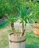 Yucca filamentosa, Palmlilie, 40–60 cm Produktbild-Vorschau 11