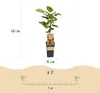 Actinidia Weiki & Hayward - Kiwi planta - 1 Macho - 1 Vista previa de la imagen del producto 3