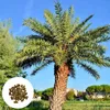 Phoenix Theophrasti - 10 ks semien - Robustná - Datľovník Náhľad obrázku produktu 1