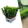 Plants by Frank | 6 Plantes de fusain vert | Euonymus Voir les images du produit 1