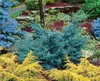 Chinesischer Wacholder Blue Alps 15-20 cm, im Topf - Produktbild-Vorschau 8