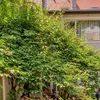 Mini-Kiwi Kokuwa Kletterpflanze, selbstfruchtend, Reifezeit Produktbild-Vorschau 7