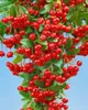 Pyracantha 'Red Column', Feuerdorn, leuchtend rot, 80–100 Produktbild-Vorschau 1