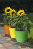 Three potted sunflowers in colorful pots arranged on a paved walkway next to a grassy area. Produktbild-Vorschau