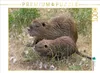 CALVENDO Puzzle NUTRIA mit Nachwuchs | 1000 Teile Produktbild-Vorschau 2