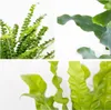 Bloomique - 3er-Mix - Luftreinigende Farne - Asplenium, Produktbild-Vorschau 6
