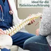 Arzt hält Wirbelsäulenmodell in Hand vor Patient Produktbild-Vorschau