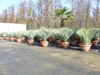 Yucca Rostrata 80 - 100 cm in Bonsai Schale | winterhart | Produktbild-Vorschau 8