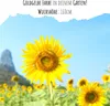 Farbenfrohe Sonnenblumen Samen mit hoher Keimrate - Produktbild-Vorschau 2