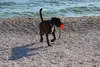 Chuckit! Hundespielzeug Rope Fetch Produktbild-Vorschau 8