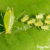 Leaf Insects Blattinsekten-Konzentrat - 1000 ml für 1000 Produktbild-Vorschau 5