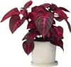 Blutblatt - Iresine herbstii - Höhe 20-30cm - ⌀13cm Produktbild-Vorschau 5