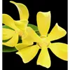 A close-up shot of two yellow flowers against a black background. Podgląd zdjęcia produktu