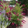 Green boutiQ - Gartenpflanze - Buddleja davidii Royal Red - Produktbild-Vorschau 6