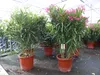 Oleander  110 - 130 cm Busch Nerium Krone Ø90 cm Produktbild-Vorschau 9