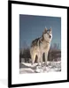MuchoWow® Gerahmtes Poster Husky im Schnee 60x80 cm - Produktbild-Vorschau 1