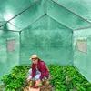 A woman is harvesting strawberries inside a green greenhouse. Voir les images du produit