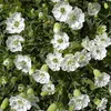 6 x Leimkraut  - Silene Maritima 'Weisskehlchen'  | Topf Produktbild-Vorschau 2