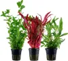 Pflanzen Set mit 3 Hintergrund Topf Aquarium Wasserpflanzen Produktbild-Vorschau 1