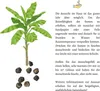 Große Essbanane Samen (Musa x paradisiaca) - Exotische Produktbild-Vorschau 5