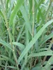 Arundo donax - Pfahlrohr-Riesenschilf - Spanisches Rohr - Produktbild-Vorschau 2